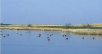 Waterfowl on Wetland
