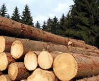 Sawmill logs
