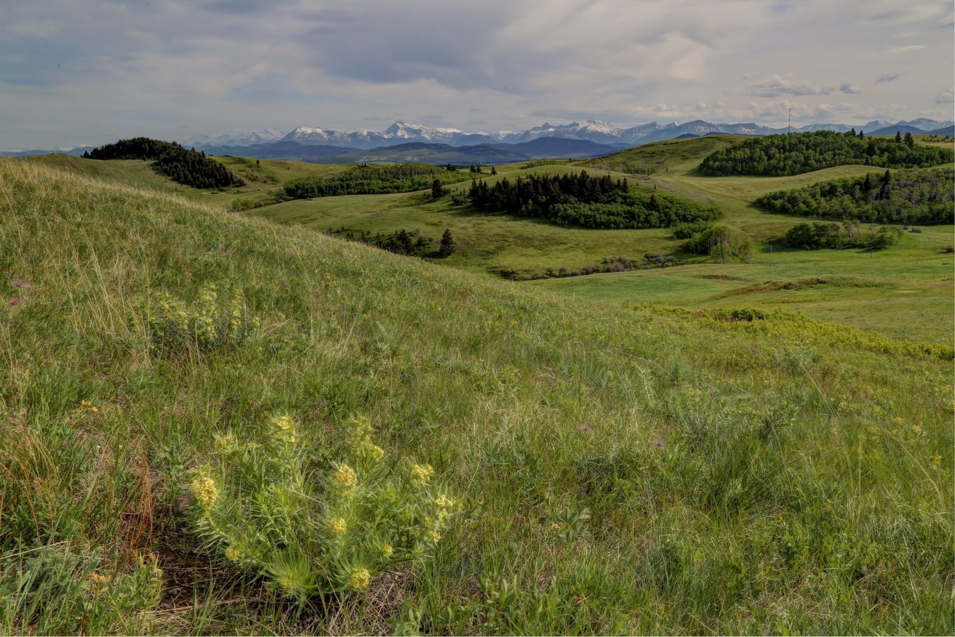 Climate Change Impacts on the Island Forests of the Great Plains and the Implications for Nature Conservation Policy: The Outlook for Sweet Grass Hills (Montana), Cypress Hills (Alberta- Saskatchewan), Moose Mountain (Saskatchewan), Spruce Woods (Manitoba) and Turtle Mountain (Manitoba- North Dakota)